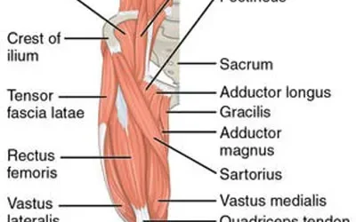 Hip Flexor Exercises